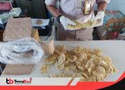 Gelembung Ikan tanpa Dokumen Ditahan Karantina Merauke