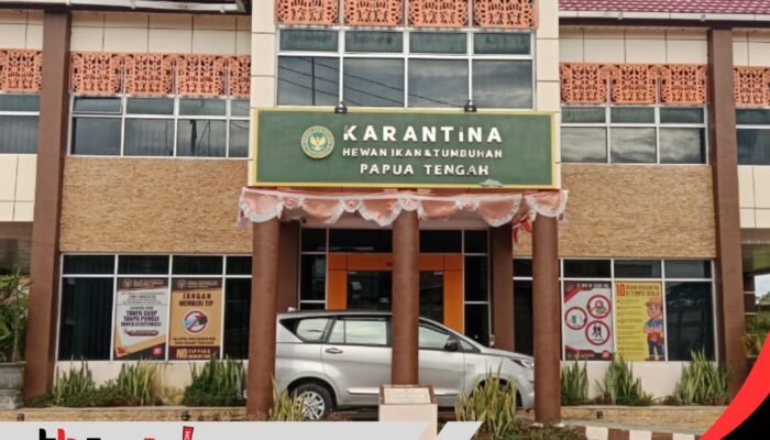 1.400 Ekor Babi di Nabire Mati Terserang Virus ASF, Karantina Papua Tengah Perketat Pengawasan di Bandara dan Pelabuhan