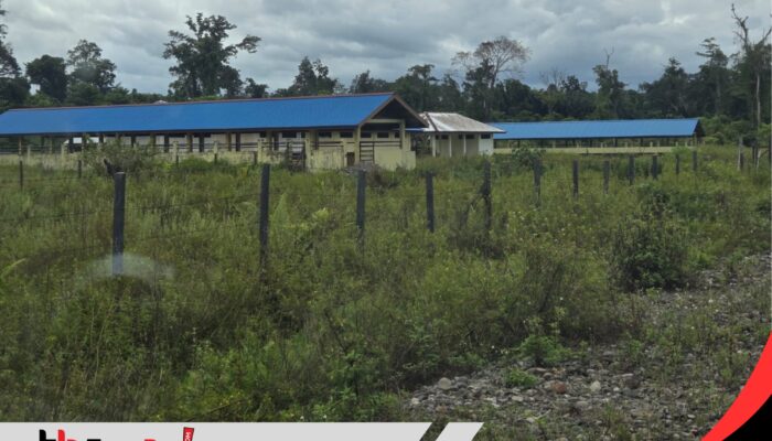 Hanya Tersisa 9 Ekor dari 300, Proyek Pengadaan Sapi di Dinas Peternakan Perlu Diusut Tuntas