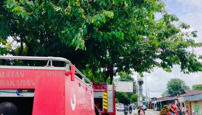Bapenda dan BPBD Mimika Bersihkan Papan Reklame dan Pohon Demi Keamanan dan Kenyamanan Masyarakat