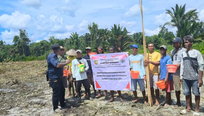 Kampung Nawaripi Galakkan Penanaman Jagung untuk Swasembada Pangan