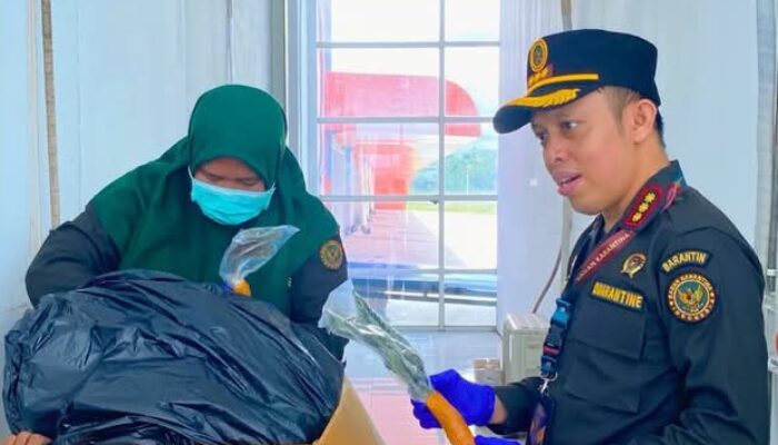 245 Bibit Tanaman Hias di Kirim ke Jakarta, Karantina Papua Tengah Lakukan Pemeriksaan Klinis