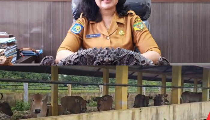 Terkait Pengadaan Sapi tahun 2023, Kadis Peternakan: Proyek itu telah Diawasi Jaksa, Inspektorat dan Tipikor
