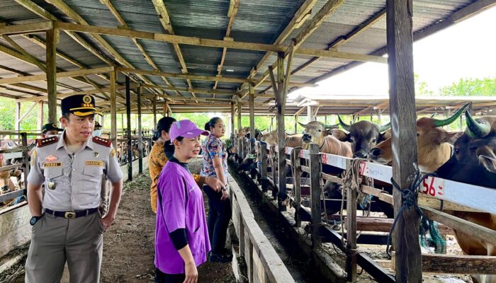 Disnakeswan Pastikan Kesehatan dan Kecukupan Hewan Kurban di Mimika Jelang Idul Adha