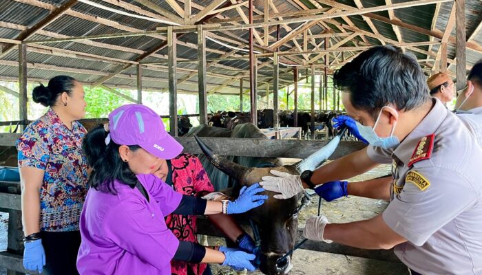 Disnakeswan dan Barantin Papua Tengah Intensifkan Pemeriksaan Hewan Kurban Jelang Idul Adha