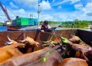 Karantina Papua Tengah Pastikan Kesehatan Puluhan Ekor Sapi yang Didatangkan dari Tual