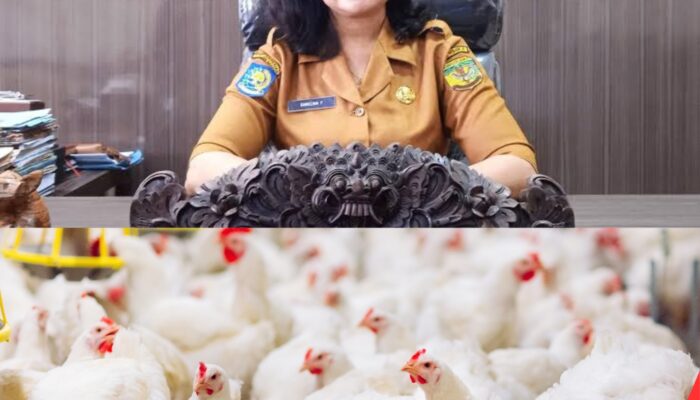 Dorong Kemandirian Peternak Lokal, Pemkab Mimika juga Genjot Produksi Ayam Potong untuk Penuhi Kebutuhan