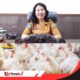 Dorong Kemandirian Peternak Lokal, Pemkab Mimika juga Genjot Produksi Ayam Potong untuk Penuhi Kebutuhan