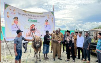 45 Ekor Sapi Qurban Disalurkan, Bupati Mimika Pastikan Distribusi Adil dan Tepat Sasaran