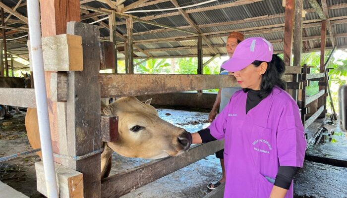 Jamin Kesehatan Daging Kurban, Disnak Keswan Mimika Kerahkan 19 Petugas di 16 Titik Pemotongan