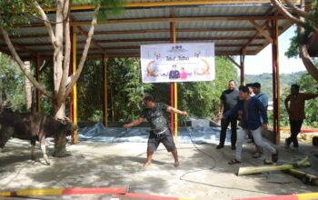 Satgas Gakkum ODC-2025 sembelih 2 ekor sapi di Posko Jayapura dalam rangka Idul Adha 1446 H