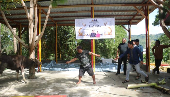 Satgas Gakkum ODC-2025 sembelih 2 ekor sapi di Posko Jayapura dalam rangka Idul Adha 1446 H