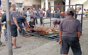 DKM Al-Azhar Sembelih 6 Sapi dan 1 Kambing, dr. M. Bustaman: 350 Paket Akan Dibagi Kepada Warga