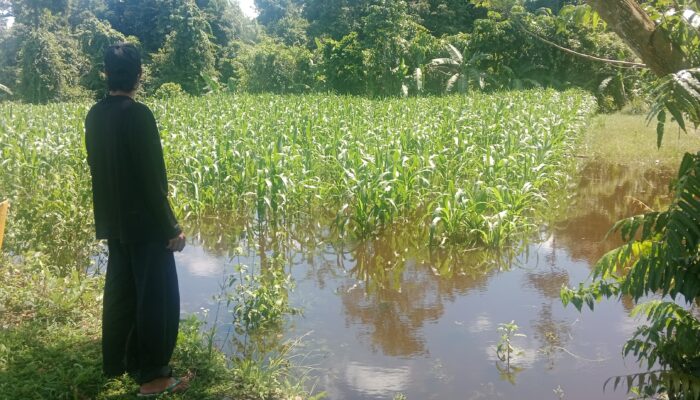 Banjir Rendam Lahan Pertanian di Kilo 14 Mware, Petani Gagal Panen Hingga Rugi Belasan Juta