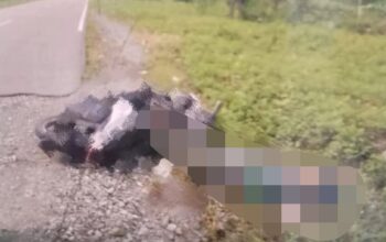 Dibacok dan Ditembak di Jembatan Kali Biru, Anggota Kodim 1715/Yahukimo Gugur, Kapendam Cenderawasih: Aparat Lakukan Pengejaran Pelaku