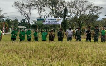 Dari Lahan Tidur Menjadi Lahan Produktif, Yonif 754/ ENK Panen Padi Pertama