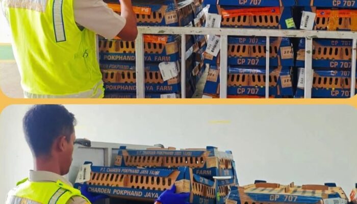 Amankan Ternak Lokal, Karantina Periksa Ribuan Day Old Chick Asal Jayapura