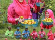 PIA AG Lanud YKU Timika Panen Tomat & Cabai, Wujudkan Kampung Binaan Mandiri