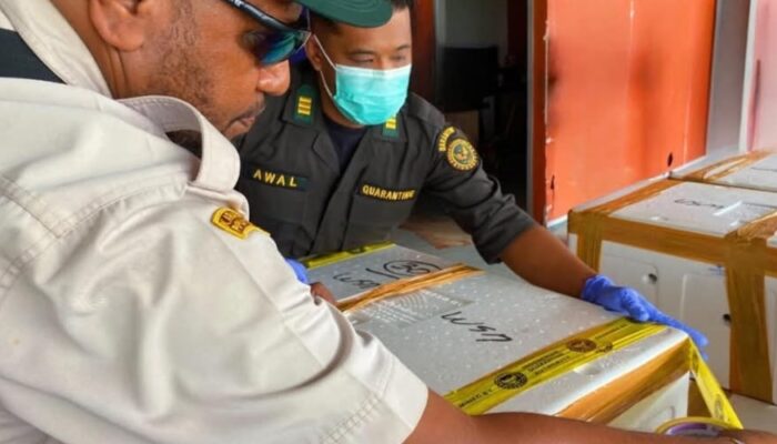 Karantina Papua Tengah Sertifikasi Dua Ribu Ekor Kepiting Ke Singapura