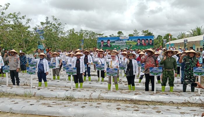 DPD RI Luncurkan Program Ketahanan Pangan di Papua Tengah, Fokus Perkuat Pertanian Lokal