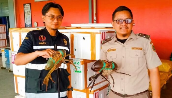 2.580 Kepiting Timika Dikirim Ke Singapura, Karantina Pastikan Kualitas Ekspor Terjaga