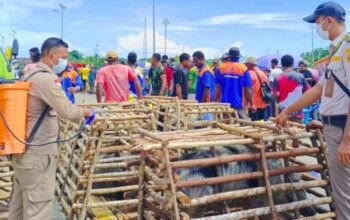 Tak Ada Celah Bagi ASF, Karantina Perketat Pengawasan Lalu Lintas Babi Di Nabire