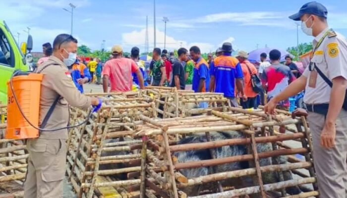 Tak Ada Celah Bagi ASF, Karantina Perketat Pengawasan Lalu Lintas Babi Di Nabire