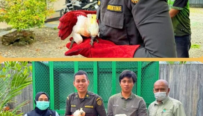 Balai Karantina Papua Tengah Gagalkan Penyelundupan 9 Burung Kakaktua Jambul Kuning di Pomako