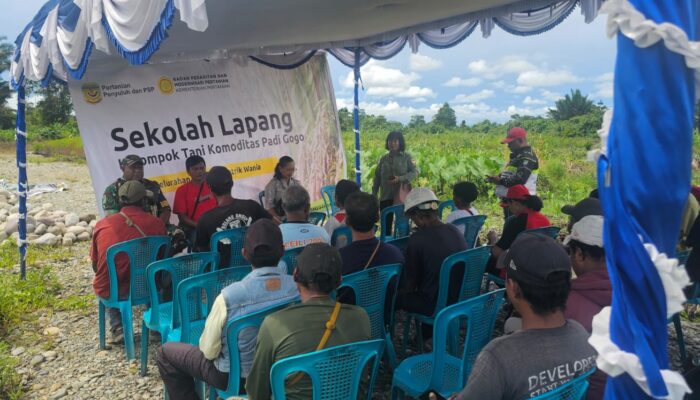 Dinas Pertanian Selenggarakan Pelatihan Pengelolaan Padi Gogo Bagi Petani di Nawaripi