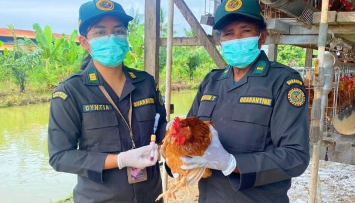 Monitoring Akreditasi Laboratorium, Langkah Karantina Papua Tengah Cegah Penyakit Avian Influenza & ND
