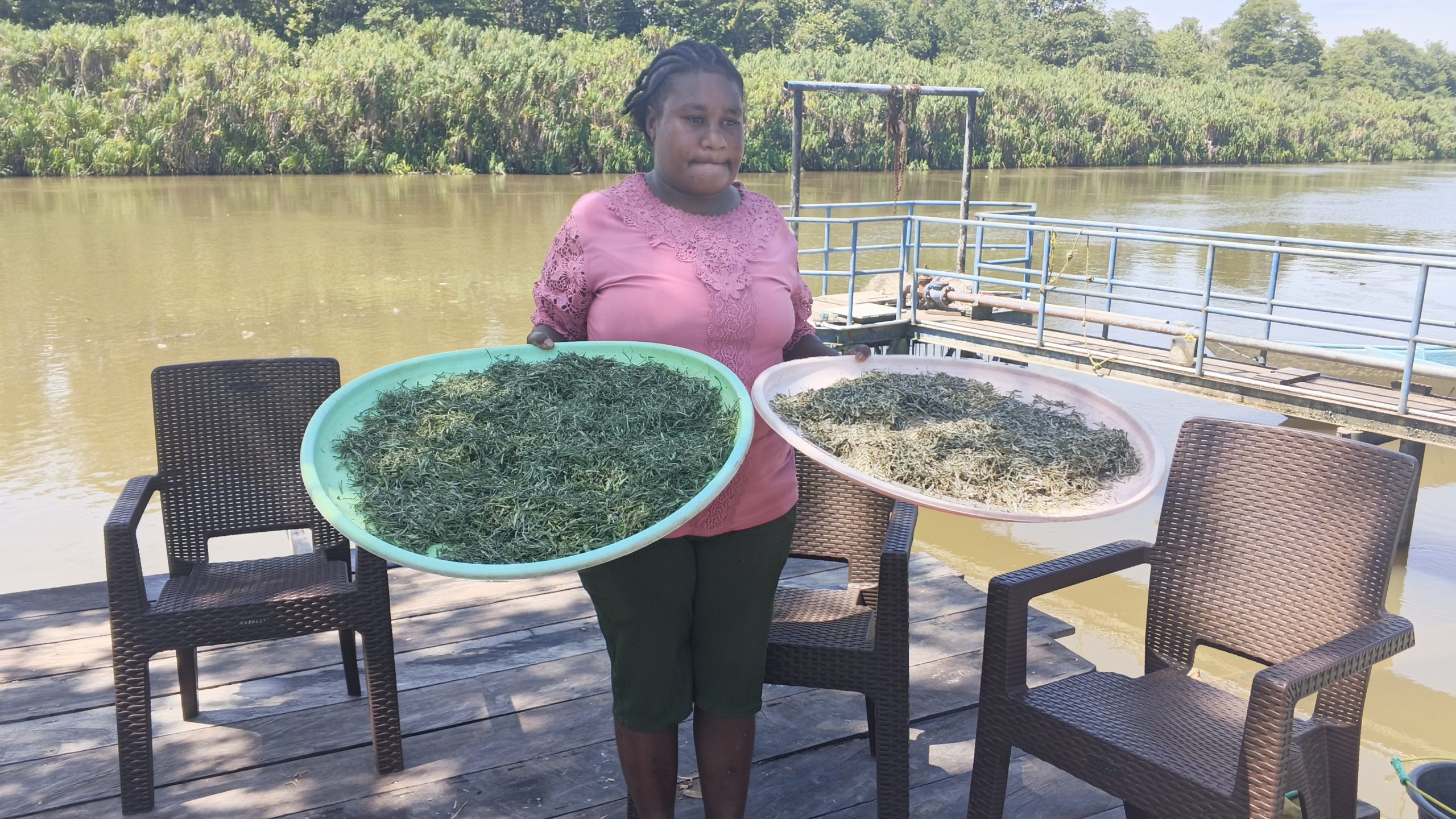 Pucuk Bakau Jadi Teh Herbal, Yosefina Mapareyau Raup Minat Pembeli Melalui Postingan di Medsos