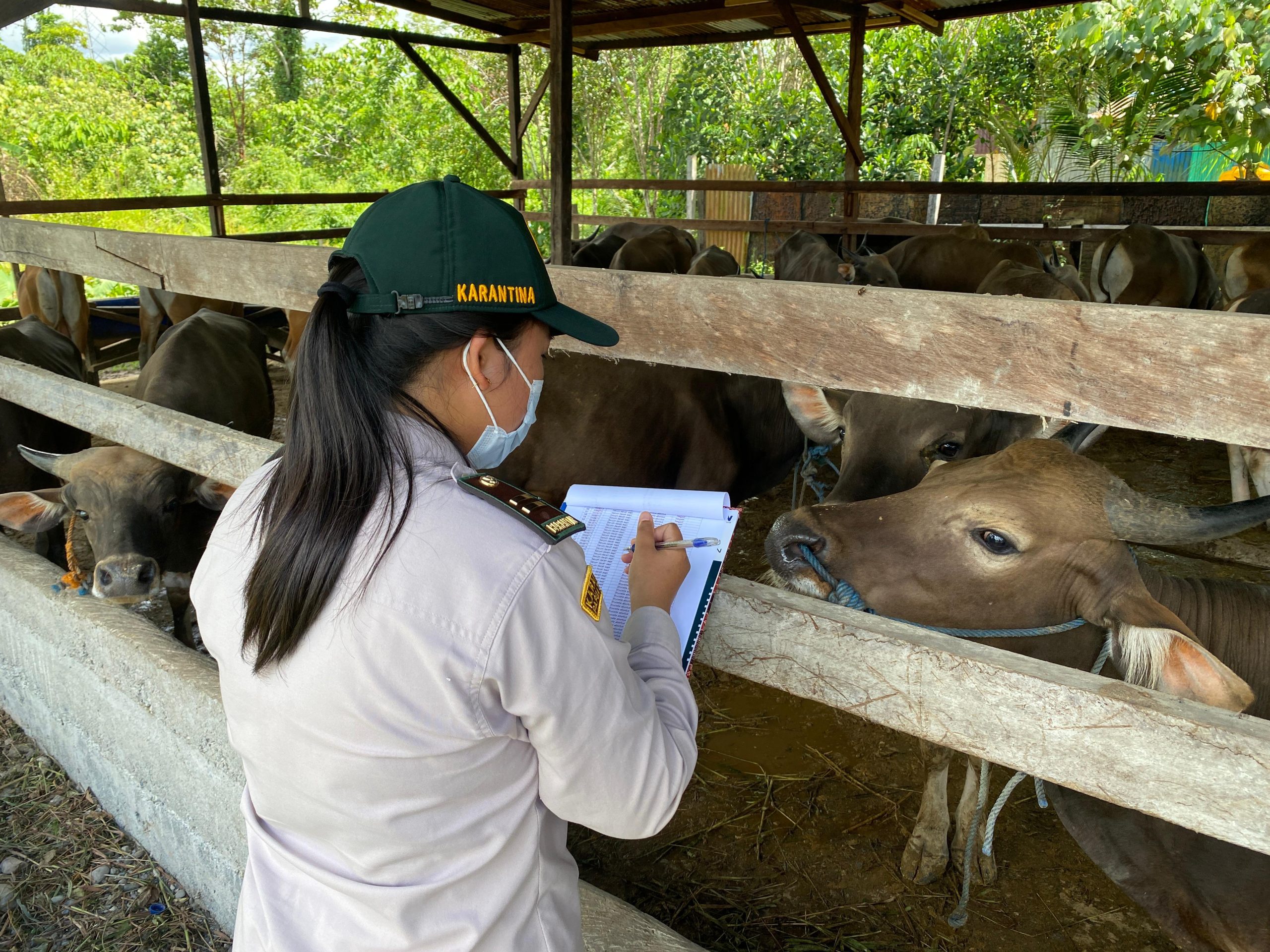Jelang Idul Adha, Karantina Papua Tengah Awasi 668 Hewan Kurban Masuk Timika