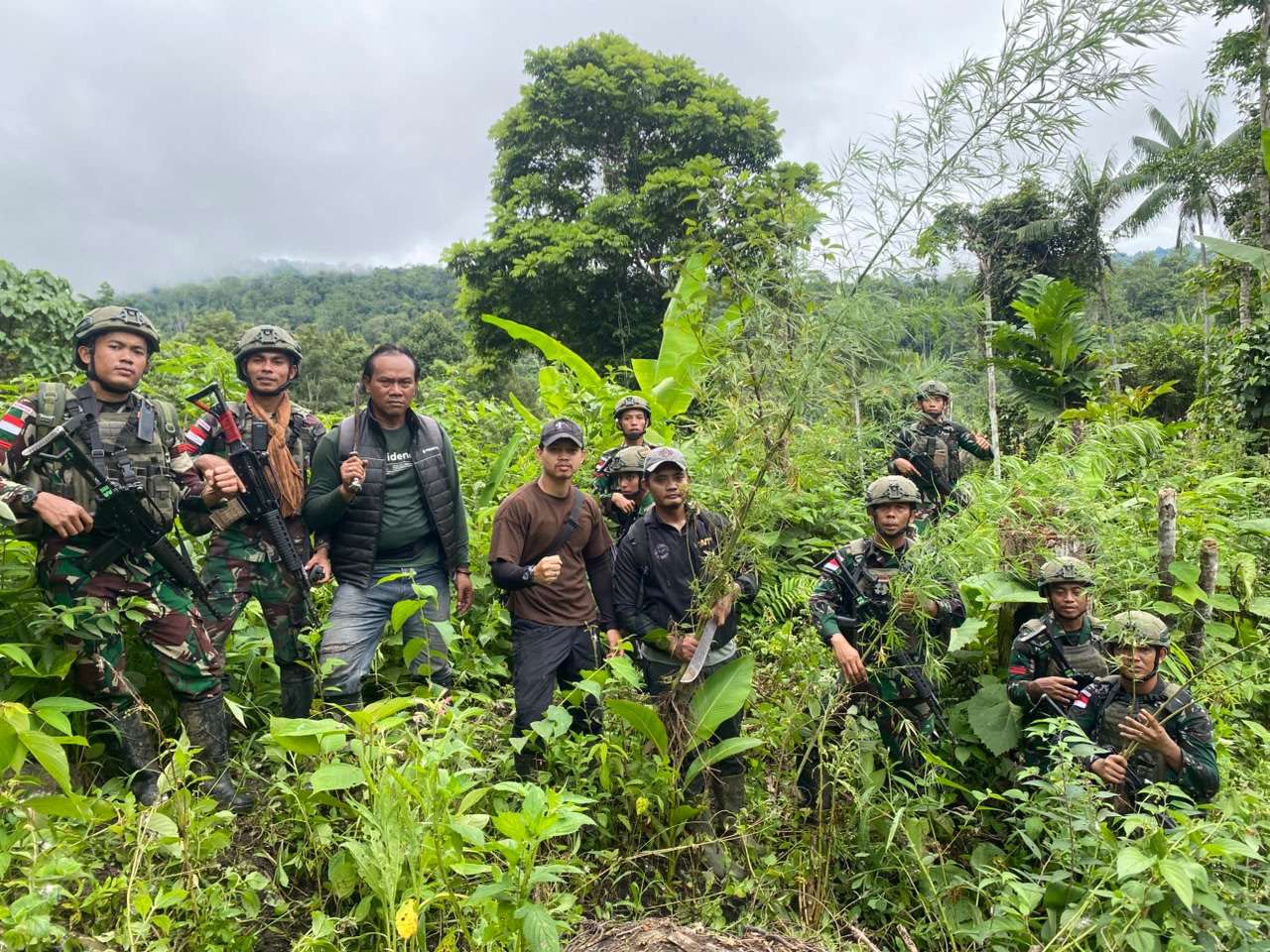 Satgas Yonif 643/Wns Temukan Ladang Ganja di Keerom, Puluhan Batang Diamankan