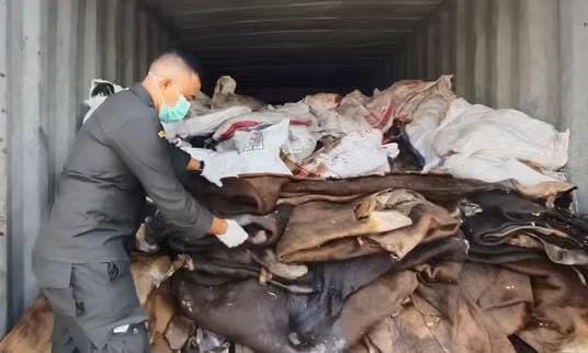 Bukan Sekadar Digarami, 20 Ton Kulit Sapi Ini Tetap Wajib Diperiksa Karantina