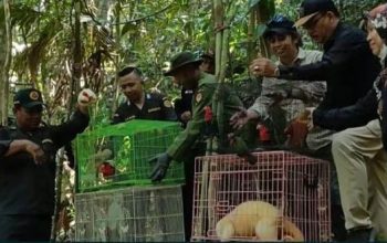 Delapan Satwa Kembali ke Habitat, Karantina Papua Tengah Dukung Pelestarian Fauna Papua
