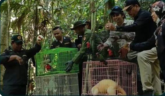 Delapan Satwa Kembali ke Habitat, Karantina Papua Tengah Dukung Pelestarian Fauna Papua