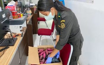Pastikan Bibit Sehat, Balai Karantina Periksa Media Pembawa Tujuan Makassar