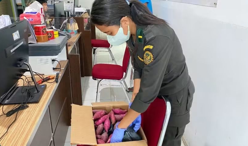 Pastikan Bibit Sehat, Balai Karantina Periksa Media Pembawa Tujuan Makassar